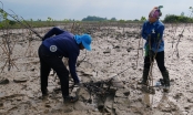 Multiple benefits of the coastal mangrove reforestation project in Quang Ninh province