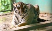 Indochinese tiger conservationists at Phong Nha-Ke Bang National Park