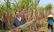 Recover positon for sugarcane: Billionaires in large fields