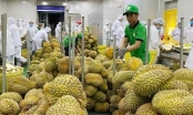 MARD requests meticulous probe on the returned durian lots