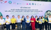 An Giang exports the first 18 tons of Keo mangoes to South Korea