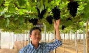 High-tech agriculture in Ninh Thuan: Several models garner over 1.2 billion VND/ha