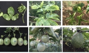 Passion fruit pests and diseases and integrated plant health management