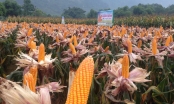 Corn, soybeans, and cotton are the three crops most commonly applied with genetic modification in Vietnam