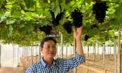 Nông nghiệp công nghệ cao Ninh Thuận: [Bài 1] Nhiều mô hình thu vượt 1,2 tỷ đồng/ha