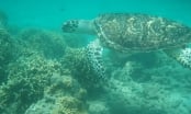 30 năm bảo tồn sinh thái biển, đất ngập nước, rừng Côn Đảo