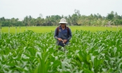 Concerns about growing rice three crops/year: Pest pressure and increased costs in three-crop rice fields.