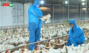 Liên kết chuỗi chăn nuôi gà an toàn sinh học giảm rủi ro dịch bệnh