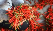 Chưa có thông báo về việc Hàn Quốc cấm nhập khẩu ớt từ Việt Nam