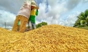 Từ ‘phi nông bất ổn’ đến nền nông nghiệp quốc gia [Kỳ 1]: Chính sách Khoán 10 đã mở đường thoát cho nông dân