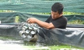 Làm giàu bên kênh thủy lợi [Bài1]: Công nghệ nuôi 'nhân sâm nước'