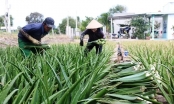 High-tech agriculture in Ninh Thuan: Several effective models