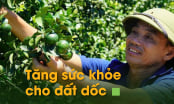 Tăng sức khỏe cho đất dốc: [Bài 1] 'Trải thảm xanh' trên đất đồi