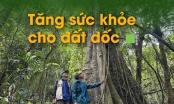 Tạo 'ngôi nhà xanh' cho cây dược liệu