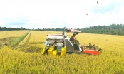 Rice production needs additional investment