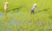14 doanh nghiệp liên kết tiêu thụ lúa hè thu cho An Giang
