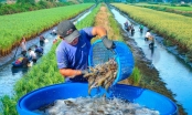 Việt Nam thu hút 6 nguồn lực hỗ trợ nông nghiệp ĐBSCL chuyển đổi thuận thiên