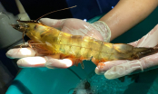 Shrimp larvae quantity and quality: Dependent on imported parent shrimp