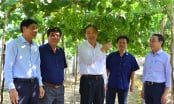 Nho Ninh Thuận: Loài cây nhỏ nhưng đóng góp rất lớn