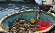 Nhận định nguyên nhân khiến tôm hùm, cá biển chết ở Phú Yên