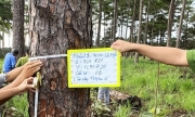 Lâm Đồng chỉ đạo điều tra vụ 52 cây thông 3 lá bị đầu độc