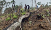Báo động nạn phá rừng tự nhiên tại Con Cuông