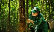 60% diện tích cao su đạt chứng nhận quản lý rừng bền vững đến 2030