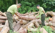 Dấu ấn kiểm lâm trong công cuộc bảo vệ rừng Việt Bắc
