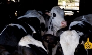 Cúm gia cầm ở bò sữa có thể đã xuất hiện từ cuối năm 2023