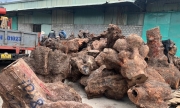 Bắt quả tang loạt phương tiện chở hàng trăm m3 gỗ trái phép