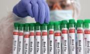 Australia ghi nhận ca mắc cúm gia cầm đầu tiên ở người