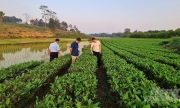 Phú Lương trù phú núi đồi: [Bài 4] Nông nghiệp là nền móng nông thôn mới
