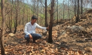 Hơn 100ha rừng keo bị cháy, người dân lâm cảnh trắng tay