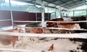 Dự án nuôi bò Mông đầy tai tiếng, công ty 'chây ỳ' không nộp phạt