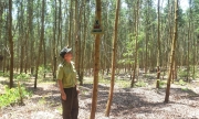 Nhiều cánh rừng ở Bình Định đối mặt nguy cơ cháy cao