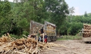 Quảng Bình rà soát, kiểm tra quản lý các cơ sở thu mua gỗ rừng trồng