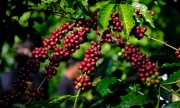 Xuất khẩu cà phê Việt Nam quý II sẽ tăng do nhu cầu thế giới tăng?