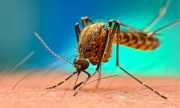 TP.HCM bảo vệ thành quả loại trừ bệnh sốt rét