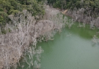Xử lý nhiều cán bộ vụ thủy điện tích nước làm hơn 25ha rừng bị chết