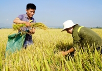 Hỗ trợ để sản xuất phát thải thấp cho 200 nghìn ha lúa ở ĐBSCL