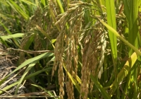 Phân bón sinh học thế hệ mới Agrilong giúp cây lúa khỏe, năng suất cao