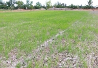 Hàng trăm ha lúa có nguy cơ thiệt hại hoàn toàn do hạn mặn