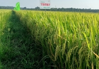 Giống lúa TBR87 cho năng suất 12 tấn lúa tươi/ha tại Đắk Lắk