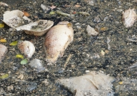 Cá chết, rác thải ngập ngụa kênh Nhiêu Lộc - Thị Nghè