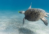 Bảo tồn rùa biển tại Đông Nam Á cần cả khu vực vào cuộc