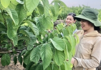 Vùng khó Kông Chro phát triển mạnh cây ăn quả đặc sản