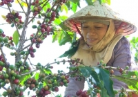 Hỗ trợ chuyển đổi 2.500ha cà phê canh tác nông - lâm kết hợp