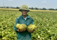 Được mùa dưa, nông dân Hà Tĩnh lãi 10 - 20 triệu đồng mỗi sào