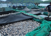 Hàng chục tấn tôm hùm, cá biển chết đột ngột