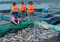 Tôm hùm, cá biển chết ở Phú Yên không phải do dịch bệnh
